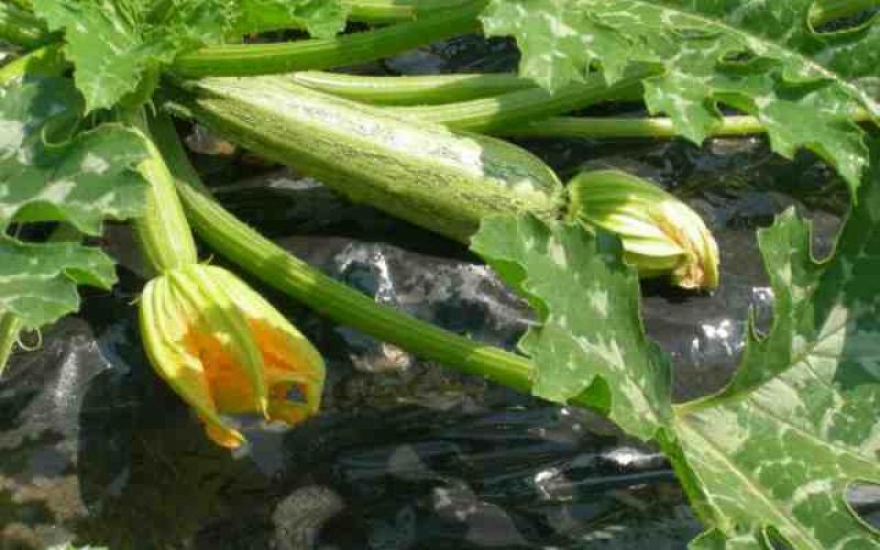 Farmhouse Ameglia, the vegetable garden